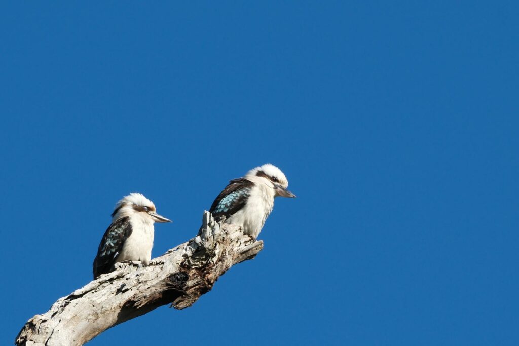 Vogels
