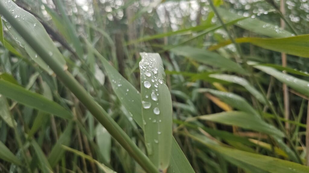 Liedje